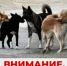 Внимание: отлов животных без владельцев. - Администрация города